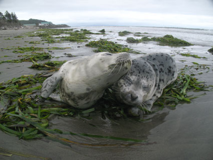 Washaway Beach